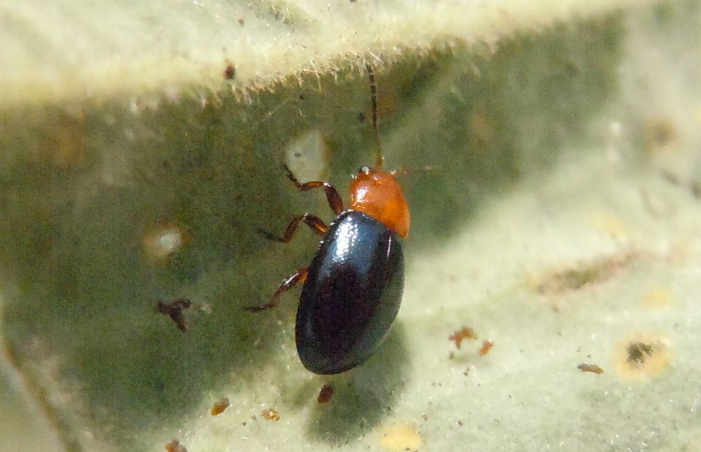 Coppietta su Malvacea: Podagrica sp.